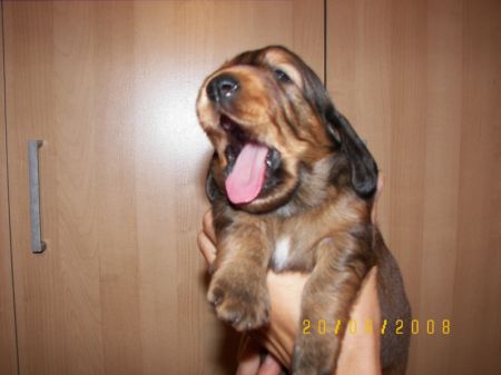 Jamnik d�ugow�osy